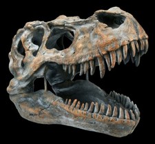 Totenkopf - Tyrannosaurus Rex mittel - Fossil Dino T-Rex Skelett Schädel Deko