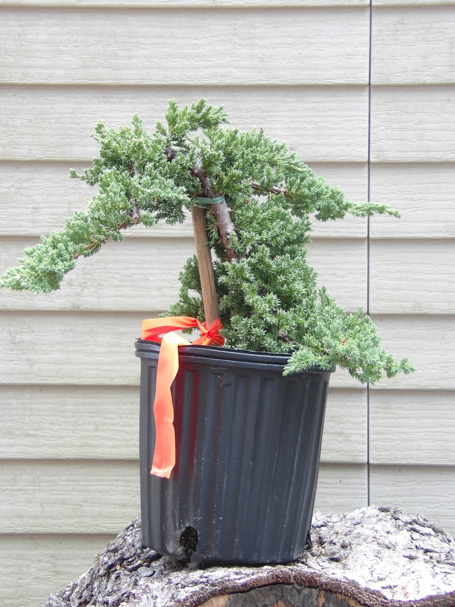 fiskars bonsai schere Scharfe Bonsai Schere aus Stahl main image 1