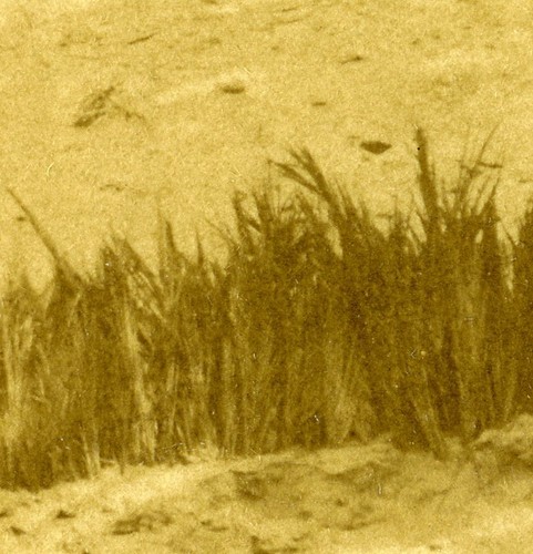 Tunisia Protection of Nefta Oasis Old Photo 1890 - Picture 2 of 3