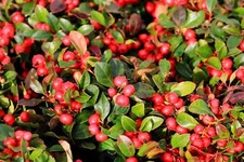 20 Creeping WINTERGREEN / TEABERRY Gaultheria Procumbens Evergreen Flower Seeds