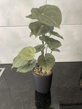 künstliche Jatropha-Pflanze Zimmerpflanze im...
