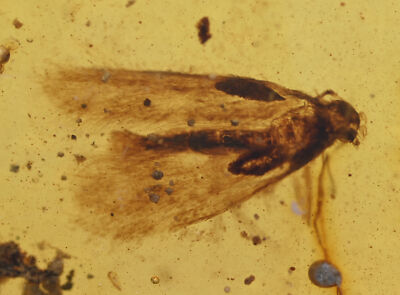 Detailed Lepidoptera (Moth), Fossil insect inclusion in Burmese Amber