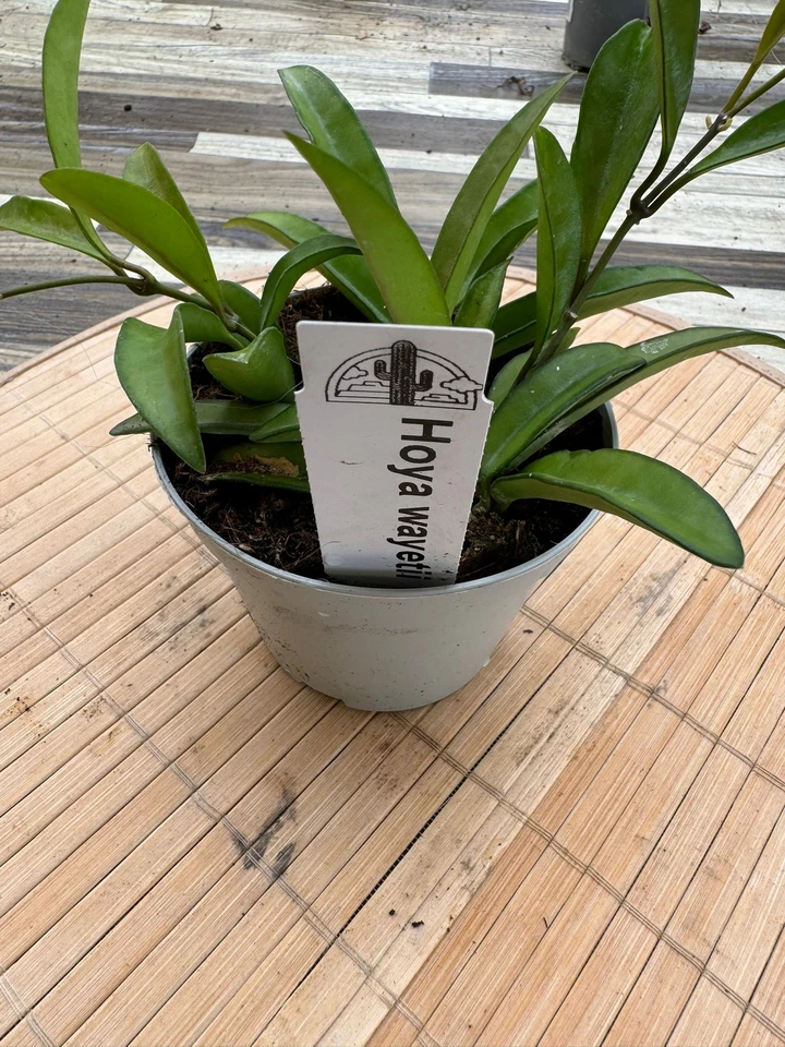 Hoya wayetii fiore di cera foto reali pianta grassa - Immagine 4 di 4