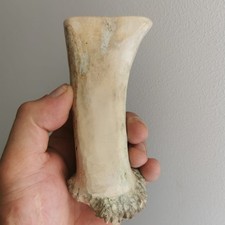 291.KNIFE HANDLE MATERIAL.  ELK HORN BLANKS.EUROPEN ELK(NATURAL).