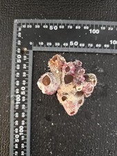 AQUASCAPE - Barnacles