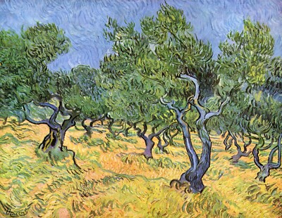 Olive Trees by Vincent Van Gogh Giclee Fine Art Print Reproduction on Canvas