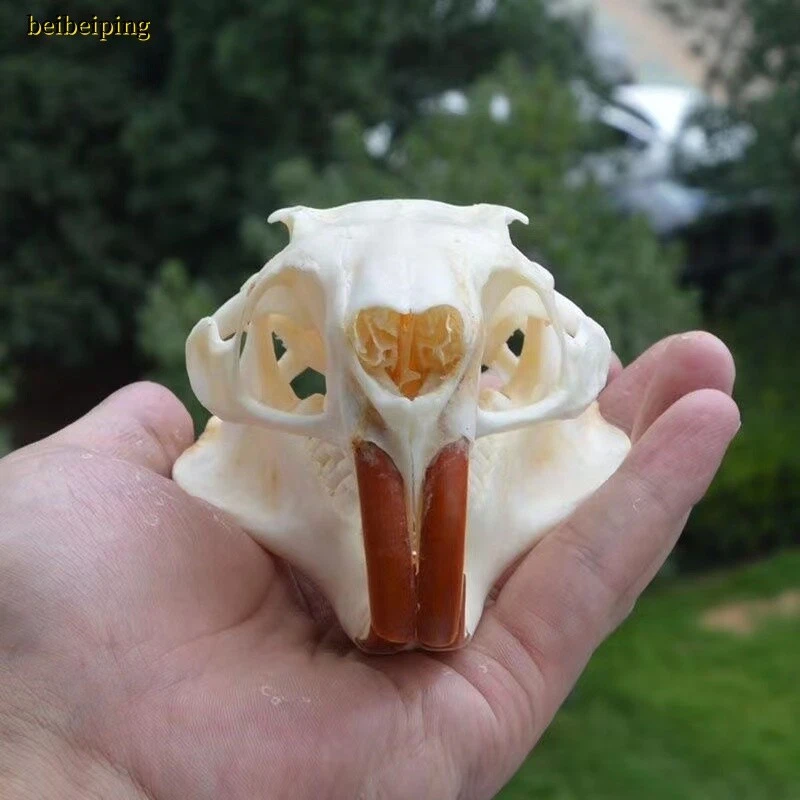 Natural Beaver Head Skull Specimen Skeleton Animal Collection Feng Shui Model - Image 4 of 4