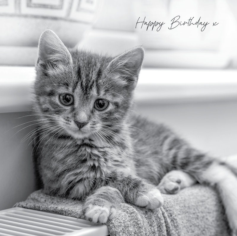 Biglietto Di Auguri Artery8 Gatto Bianco E Nero - Stile Stampe Giapponesi