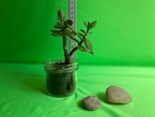 Geldbaum/Pfennigbaum/Affenbrotbaum