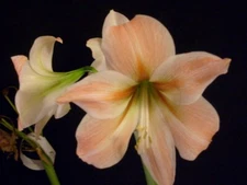 1 small amaryllis bulb Hippeastrum Apricot Parfait X Dainty 6-12 cm