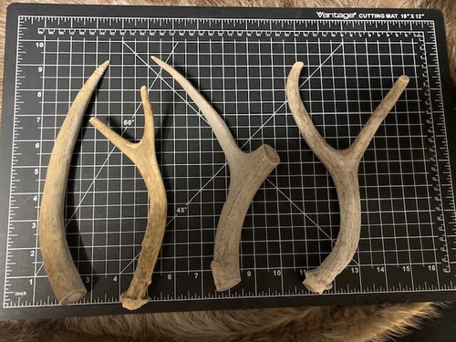 Large Mid-Grade Deer Antler Dog Chew 4 Pack - Picture 3 of 3