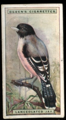 Tabakkarte, Ogdens, FOREIGN BIRDS, 1924, Lanceolated Eichelhäher, #27