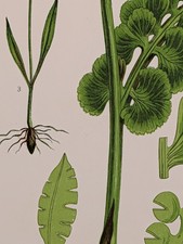 Anne Pratt Chromolithograph, c.1855 – Moonwort & Adder's Tongue, Pl.