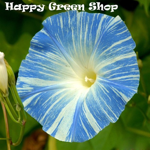 CLIMBING FLOWERS - Vines - Thunbergia Morning Glory Sweet Pea - Flower seeds - Picture 92 of 121