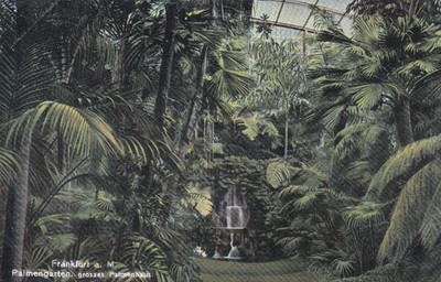 1900 Postcard German Empire Frankfurt a.M.  Palm Garden Large Palm House Excellent!!