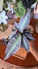 Labisia Pumila, pot 10,5cm, leaves around 15cm , Labisia sp, acclimated 