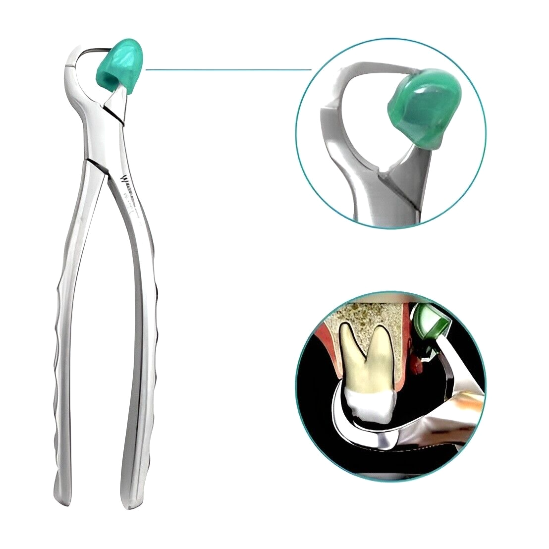 Dental Extraction Forceps Set Of 4 - Atraumatic Molar Tooth Removal Kit, Stainless Steel, With Free Bumpers
