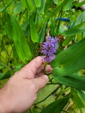 Bog plant Pack 10 To 12 Plants Green Taro, Umbrella Palm, Pirkerle Rush, Bacopa