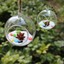 thumbnail 12 - Terrarium Hanging Crystal Pots Flower Vases Glass Planters Home Decor Containers