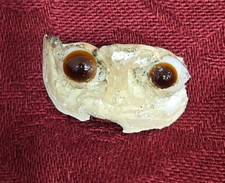 Pair of Small Antique Glass Doll Eyes in Plaster Setting 23.6mm
