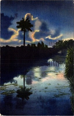 Everglades Florida Linen Postcard c1940s Manley Brower Lone Sentinel Moonlight