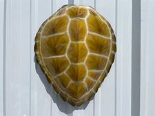17" Hawksbill Turtle Shell Half Mount Replica - In Stock & Ready to Ship