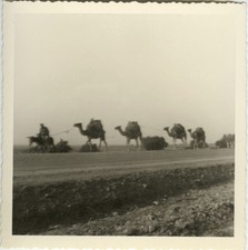 PHOTO ANCIENNE - VINTAGE SNAPSHOT - ANIMAL DROMADAIRE CHAMEAU DÉSERT CARAVANE
