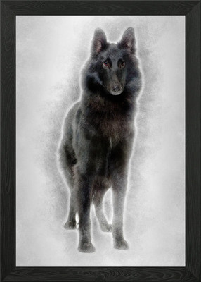 Belgian Shepherd Dog 1 Yea Framed Wall Art Poster Canvas Print Picture