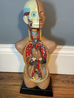 Edu-Toys Wissenschaft männlicher menschlicher Körper Anatomie Torso Kit gebraucht 50 cm Beschreibung lesen