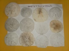 Natural Sand Dollars Lot of 12 Not Cleaned