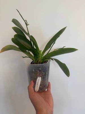 Phalaenopsis lueddemanniana (Mindanano x Daet) Select #2