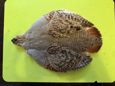 Hungarian Partridge Skin Feathers Fly Tying #1 Select Trout Salmon Pelt Wings