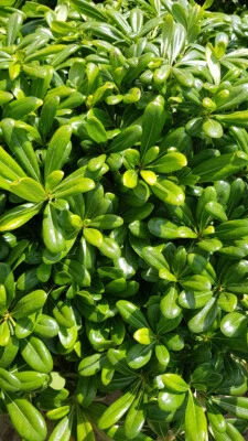 MONJARDINEXTRAORDINAIRE Pittosporum tobira 'Nana' / Pittospore du Japon nain / Conteneur de 3 à 4 litres