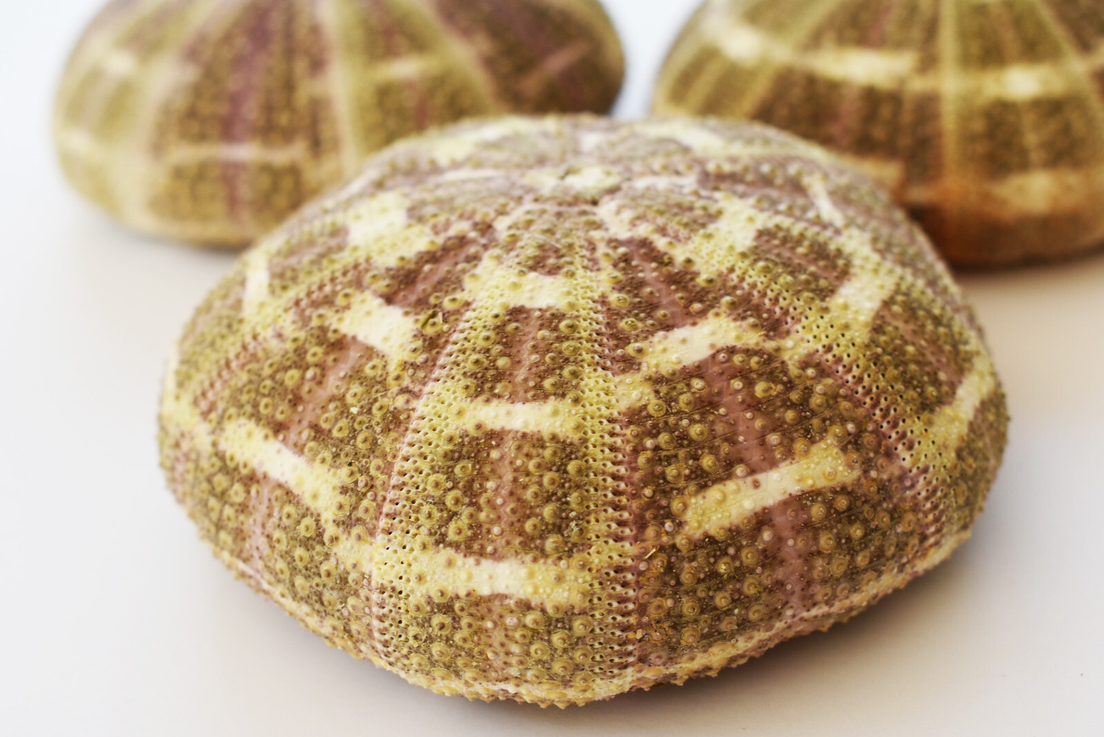 3 Beautiful Small Alfonso Gator Sea Urchins 34" Beach Crafts Air Plant