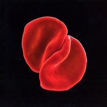 Scratch My Back (Super-Jewel-Case) von Gabriel,Peter | CD | Zustand sehr gut