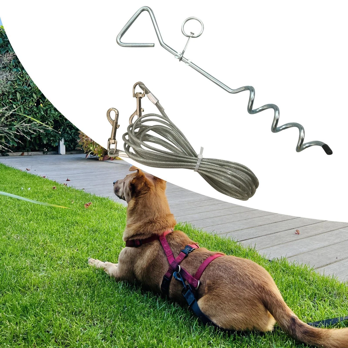 Outside top dog lead
