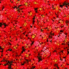 Red Alyssum Seeds Carpet Flower Sweet Flowers Seed Flowers Brassicaceae flower