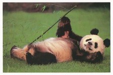 A Happy Panda - Hong Kong