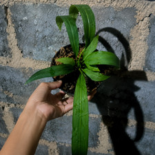 Anthurium Vittarifolium Rare Strap Leaf Aroid Collector Plant