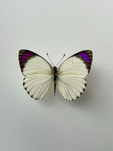 Entomology, Butterfly : Pieridae Colotis Erone MOUNTED Africa - Photo 1/3