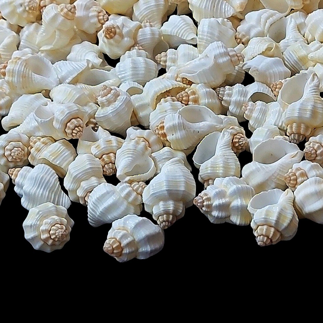 Natural Nutmeg Sea Shells for Crafts, Home Décor & Aquarium 60+ pc