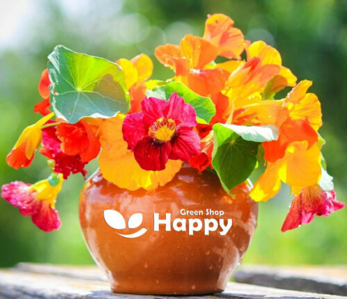 CLIMBING FLOWERS - Vines - Thunbergia Morning Glory Sweet Pea - Flower seeds - Picture 19 of 121