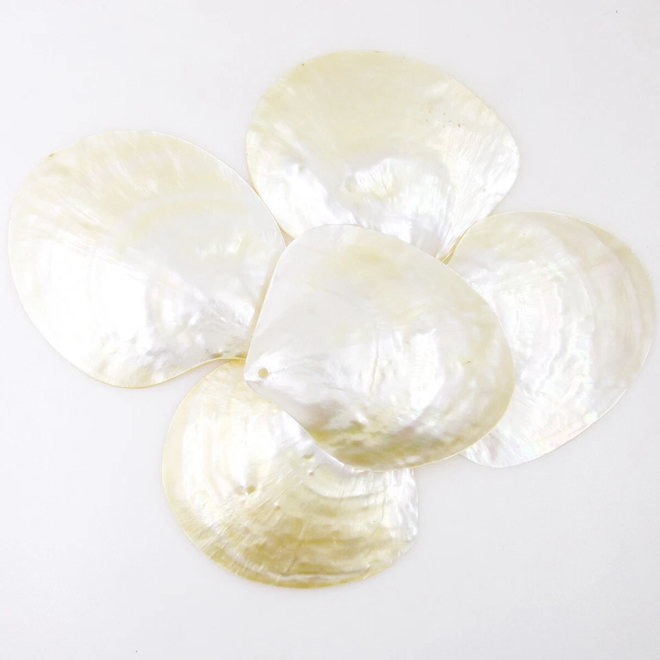 5 PCS 65mm-80mm Shell Natural Light Golden Mother of Pearl Collectibles Dish - Image 4 of 4