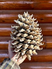 Giant Coulter Pine Cone 9+ INCHES