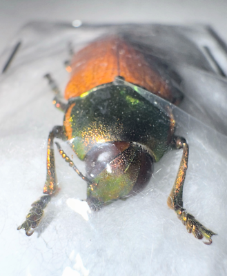 Buprestidae Temognatha brucki 30mm A1 from AUSTRALIA - #4426 | eBay