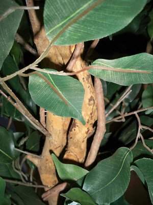 Kunstpflanze Ficus Benjamini Raumteiler ca : 173 cm Hoch Naturstamm B |  eBay.de