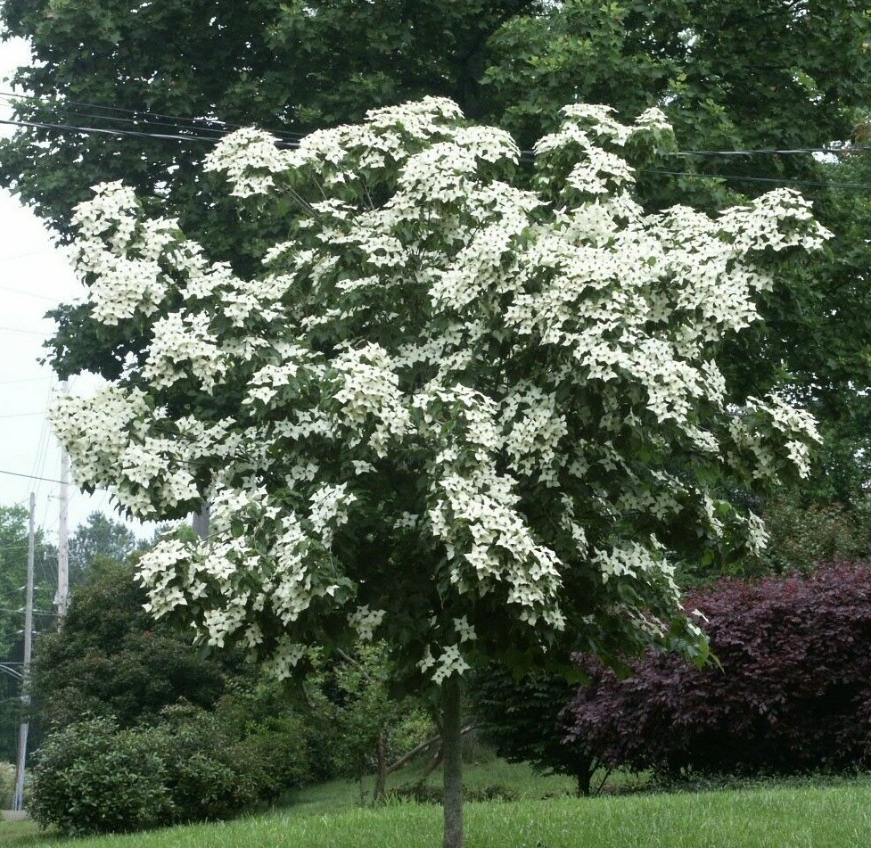 【CLASS】 JAPANESE DOGWOOD CCBA03UNIA kousa_dogwood.jpg