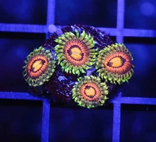 DIYreefer Live Coral WYSIWYG Rainbow Incinerator Zoa Frag