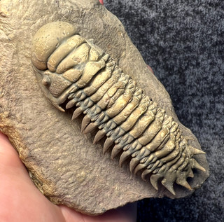 Crotalocephalus gibbus Trilobite Fossil – Flying Preparation ✅