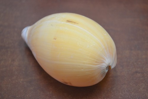 MELO MELONE DIADEMA MUSCHEL STRAND DEKOR 5" - 6" #9086 - Bild 1 von 4